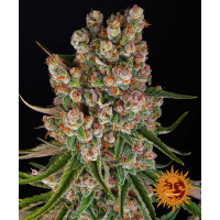 GMO AUTO - Barney's Farm