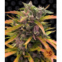 Cannabis seeds GORILLA GLUE AUTO from Barney's Farm at Smartshop-smartshop.ua®