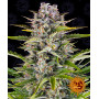 Cannabis seeds GORILLA ZKITTLEZ AUTO from Barney's Farm at Smartshop-smartshop.ua®