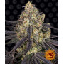 Cannabis seeds KUSH MINTZ from Barney's Farm at Smartshop-smartshop.ua®