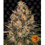 Cannabis seeds LEMON DRIZZLE from Barney's Farm at Smartshop-smartshop.ua®