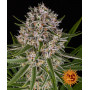 Cannabis seeds LEMON HAZE AUTO from Barney's Farm at Smartshop-smartshop.ua®