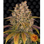 Cannabis seeds LEMON TREE from Barney's Farm at Smartshop-smartshop.ua®