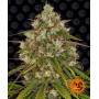 Cannabis seeds LIBERTY HAZE from Barney's Farm at Smartshop-smartshop.ua®
