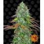 Cannabis seeds LSD AUTO from Barney's Farm at Smartshop-smartshop.ua®