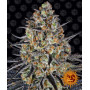 Cannabis seeds LSD from Barney's Farm at Smartshop-smartshop.ua®