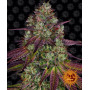 Cannabis seeds MIMOSA EVO from Barney's Farm at Smartshop-smartshop.ua®