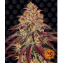 Cannabis seeds MIMOSA X ORANGE PUNCH AUTO from Barney's Farm at Smartshop-smartshop.ua®