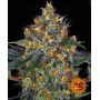 Cannabis seeds MOBY DICK AUTO from Barney's Farm at Smartshop-smartshop.ua®