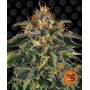 Cannabis seeds MOBY DICK from Barney's Farm at Smartshop-smartshop.ua®