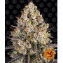 Cannabis seeds SOUR DIESEL from Barney's Farm at Smartshop-smartshop.ua®