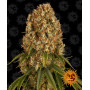 Cannabis seeds ORANGE SHERBERT from Barney's Farm at Smartshop-smartshop.ua®