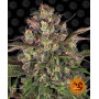 Cannabis seeds PEYOTE CRITICAL from Barney's Farm at Smartshop-smartshop.ua®