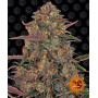 Cannabis seeds PINEAPPLE CHUNK from Barney's Farm at Smartshop-smartshop.ua®