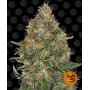 Семена конопли PINEAPPLE EXPRESS AUTO от Barney's Farm в Smartshop-smartshop.ua®