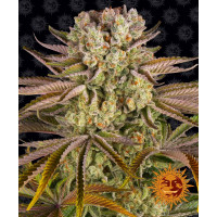 PINEAPPLE EXPRESS - Barney's Farm