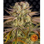 Cannabis seeds PINEAPPLE EXPRESS from Barney's Farm at Smartshop-smartshop.ua®