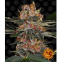 Cannabis seeds PURPLE PUNCH AUTO from Barney's Farm at Smartshop-smartshop.ua®