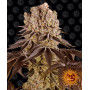 Насіння конопель PURPLE PUNCH від Barney's Farm у Smartshop-smartshop.ua®