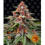 Cannabis seeds RUNTZ AUTO from Barney's Farm at Smartshop-smartshop.ua®