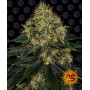 Cannabis seeds SKYWALKER OG AUTO from Barney's Farm at Smartshop-smartshop.ua®