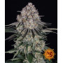 Cannabis seeds SOUR DIESEL AUTO from Barney's Farm at Smartshop-smartshop.ua®