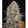 Cannabis seeds SOUR STRAWBERRY from Barney's Farm at Smartshop-smartshop.ua®