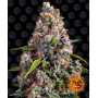 Cannabis seeds STRAWBERRY CHEESECAKE AUTO from Barney's Farm at Smartshop-smartshop.ua®