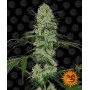 Семена конопли TANGERINE DREAM AUTO от Barney's Farm в Smartshop-smartshop.ua®