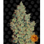 Cannabis seeds TANGERINE DREAM from Barney's Farm at Smartshop-smartshop.ua®