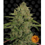 Cannabis seeds TRIPLE CHEESE from Barney's Farm at Smartshop-smartshop.ua®