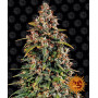 Семена конопли WATERMELON ZKITTLEZ AUTO от Barney's Farm в Smartshop-smartshop.ua®