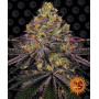 Cannabis seeds WATERMELON ZKITTLEZ from Barney's Farm at Smartshop-smartshop.ua®