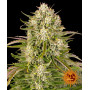 Cannabis seeds WEDDING CAKE AUTO from Barney's Farm at Smartshop-smartshop.ua®