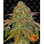 Cannabis seeds WEDDING CAKE from Barney's Farm at Smartshop-smartshop.ua®