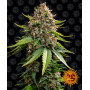 Cannabis seeds WHITE WIDOW XXL AUTO from Barney's Farm at Smartshop-smartshop.ua®