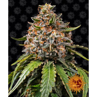 WHITE WIDOW XXL - Barney's Farm