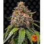 Cannabis seeds WHITE WIDOW XXL from Barney's Farm at Smartshop-smartshop.ua®