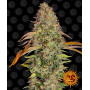 Cannabis seeds ZKITTLEZ OG AUTO from Barney's Farm at Smartshop-smartshop.ua®