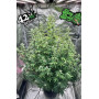 Сорт семян каннабиса Original AUTO BIG BUD