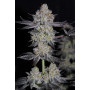 Cannabis seed variety TROPICANA Cookies FF