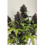 Семена каннабиса PURPLE HAZE Auto™