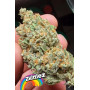 Семена каннабиса Z Auto (Zkittlez Auto)