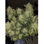 Сорт семян каннабиса Original AUTO CHEMDAWG