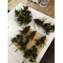 Семена каннабиса TROPICANA Cookies Auto