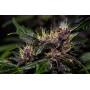 Семена каннабиса CRYSTAL METH Auto