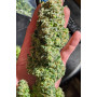 Насіння конопель Auto Daiquiri Feminised Silver від Error Seeds - Smartshop-smartshop.ua®