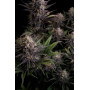 Семена каннабиса GG4 ™ (Gorilla Glue)