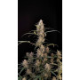 Сорт семян каннабиса Original AUTO CRITICAL