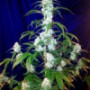 Семена каннабиса West Coast O.G. Auto